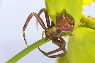 Para ampliar Pistius truncatus (Araña cangrejo) hacer clic