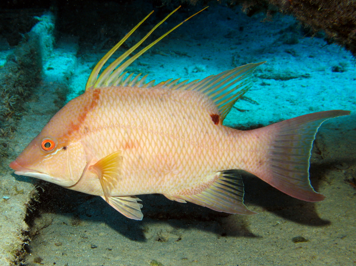Hogfish The Life of Animals