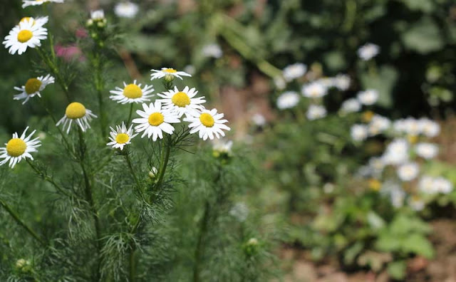 Mayweed Flowers Pictures