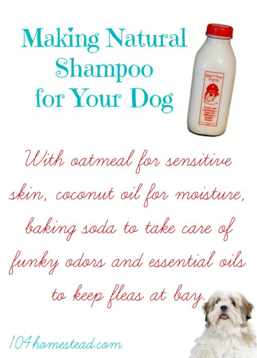 Can I Give My Dog Sweet Tea Can I Give My Dog Sweet Tea
