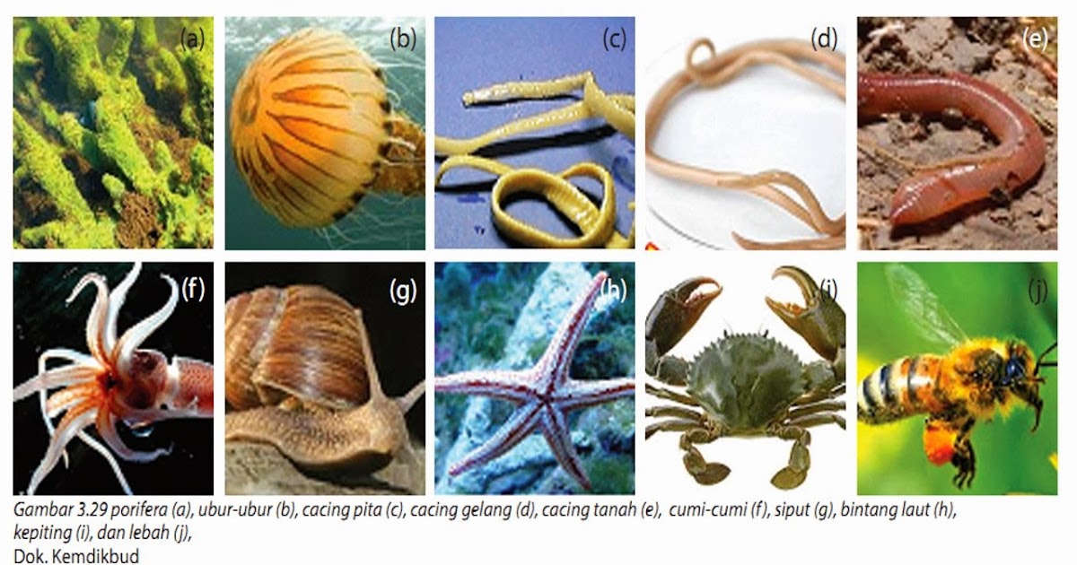 Mengenal Kingdom Animalia (Dunia Hewan) ~ Labs Biology
