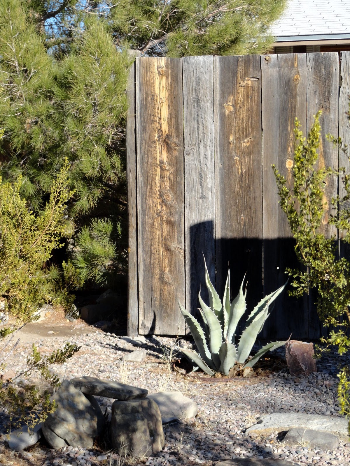 danger garden A few driveby’s in T or C, New Mexico...