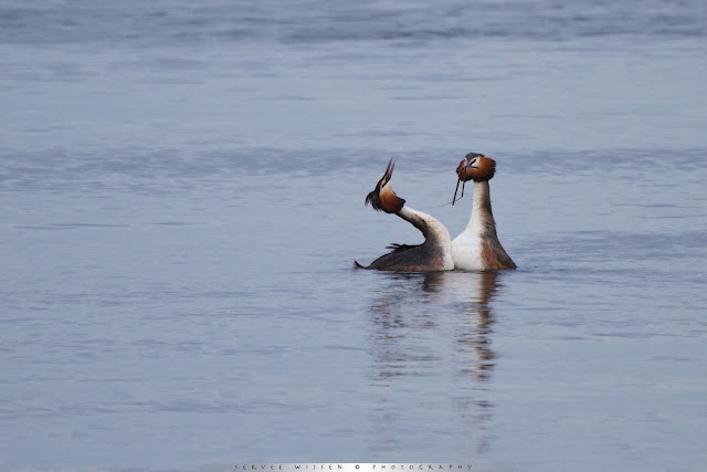 Baltsende Futen - Great Crested Grebe - Podiceps Cristatus