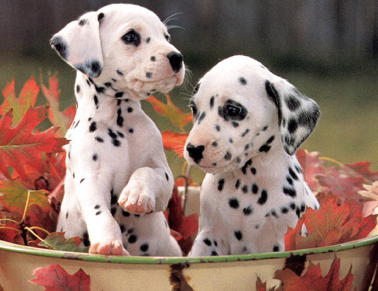 puppies and dogs wallpapers. cute dog wallpaper. Cute Dogs