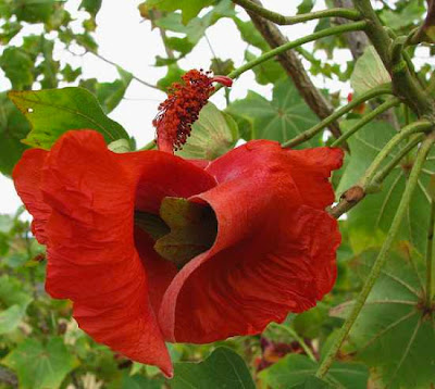 Koki’o (Kokai cookei) Koki’o (Kokai cookei)