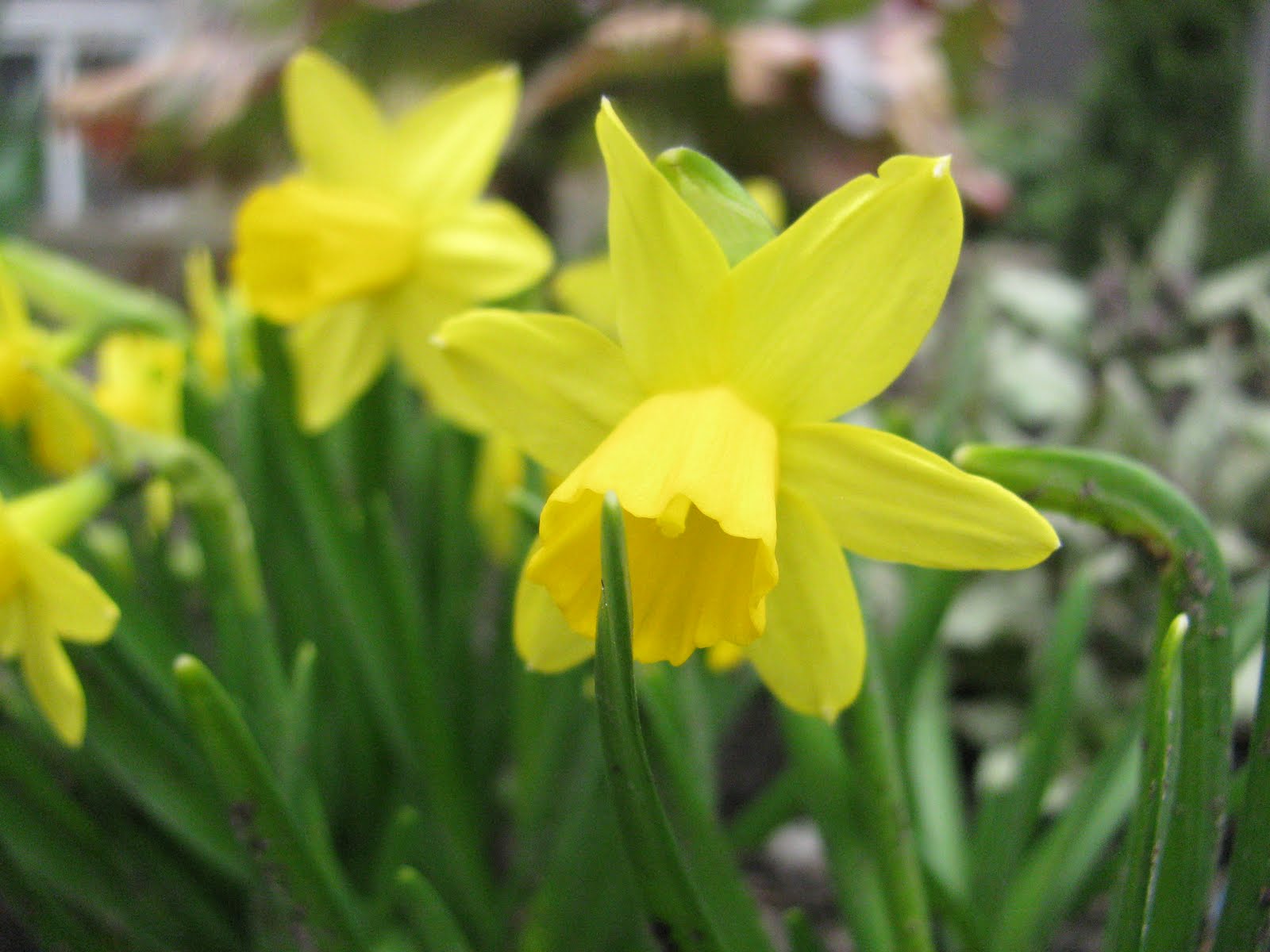 Miniature Daffodils