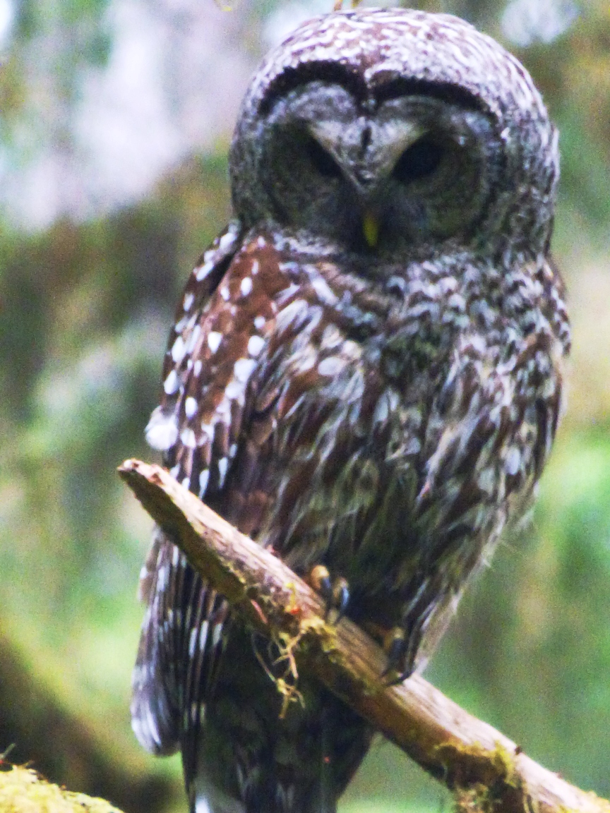 Geotripper's California Birds A Barred Owl in the Hoh Rainforest