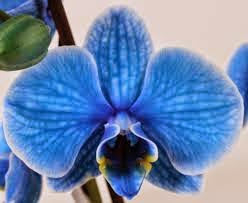 Орхидея Фаленопсис (мастер класс)