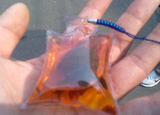 little tortoises are found packaged as souvenir!!! little tortoises are found packaged as souvenir!!!