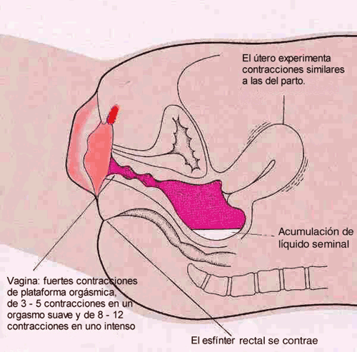 LLEGAR ORGASMO FEMENINO llegar orgasmo femenino: