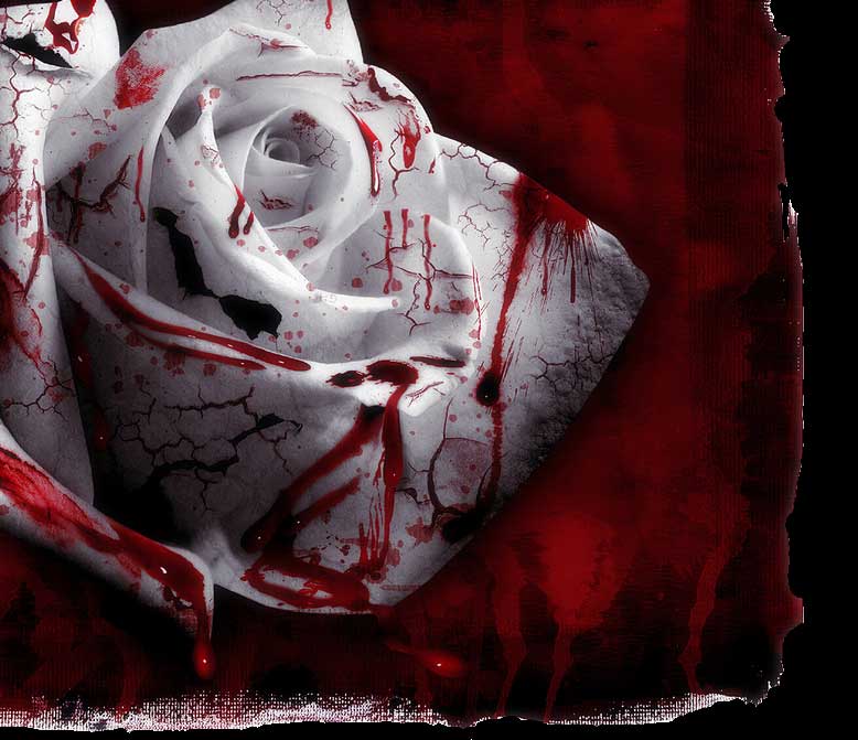 Black Blood Rose