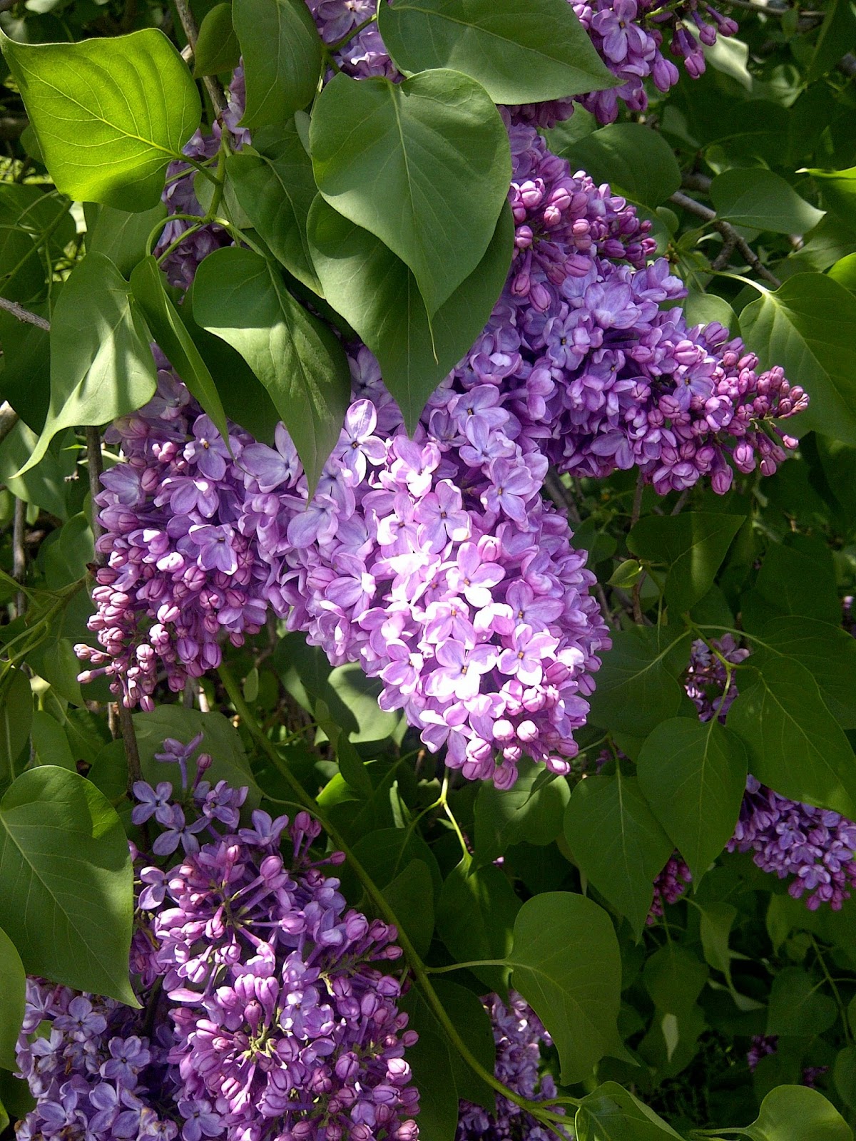 David Maine The Party Never Stops Rochester Lilacs