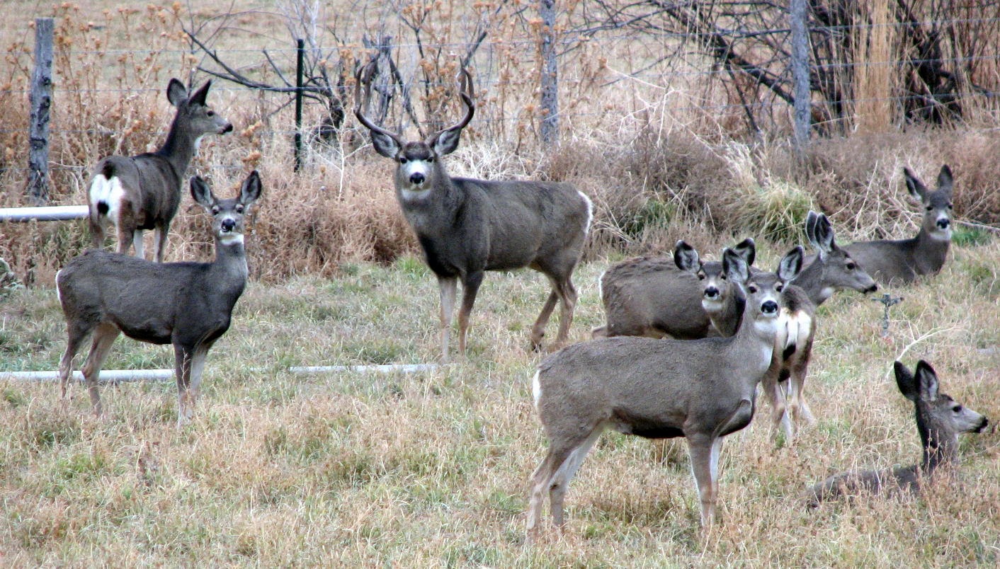 Flashlight samsung s6 edge, deer hunting with jesus synopsis, small mag