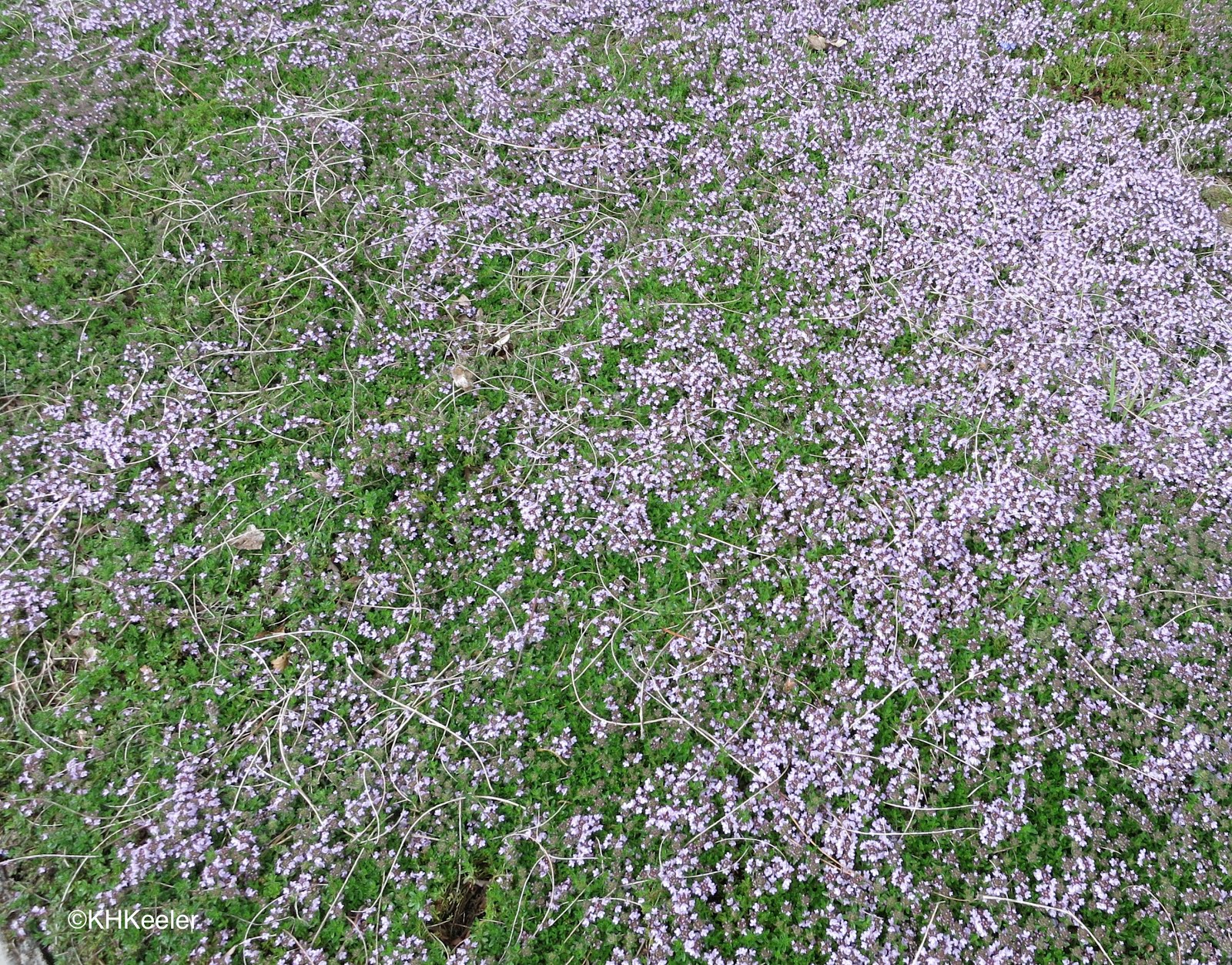 A Wandering Botanist Plant StoryThyme Lawn