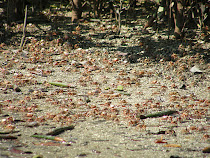 fiddler crabs