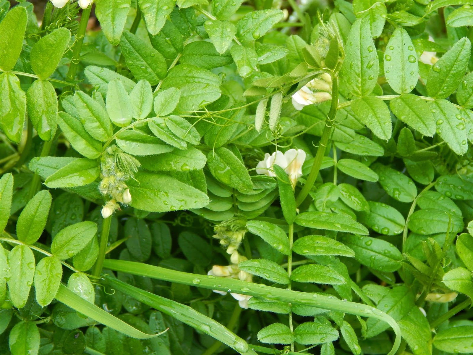White Bush Vetch – Halifax Scientific Society