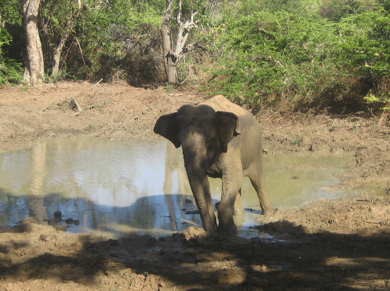 My Budget Tour In Sri Lanka Sri Lanka Private Tours Drivers Guide my-budget-tour-in-sri-lanka-sri-lanka-private-tours-drivers-guide