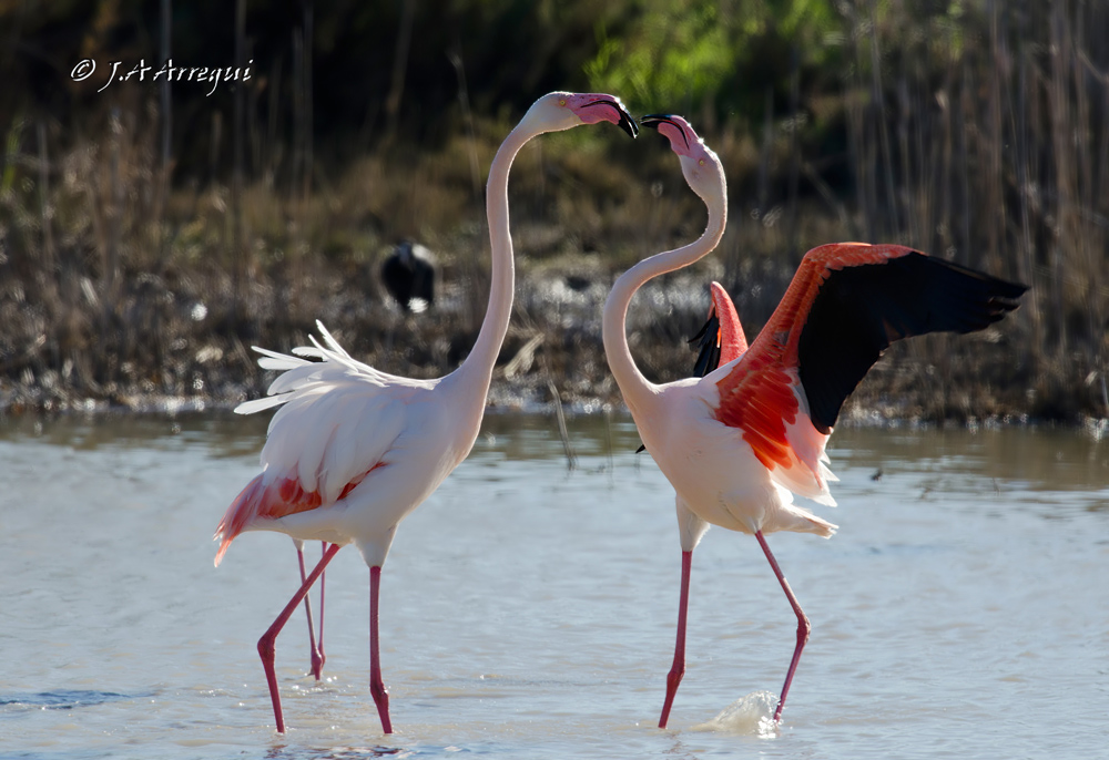 Flamenco común, Phoenicopterus ruber, Greater Flamingo Flamenco común, Phoenicopterus ruber, Greater Flamingo