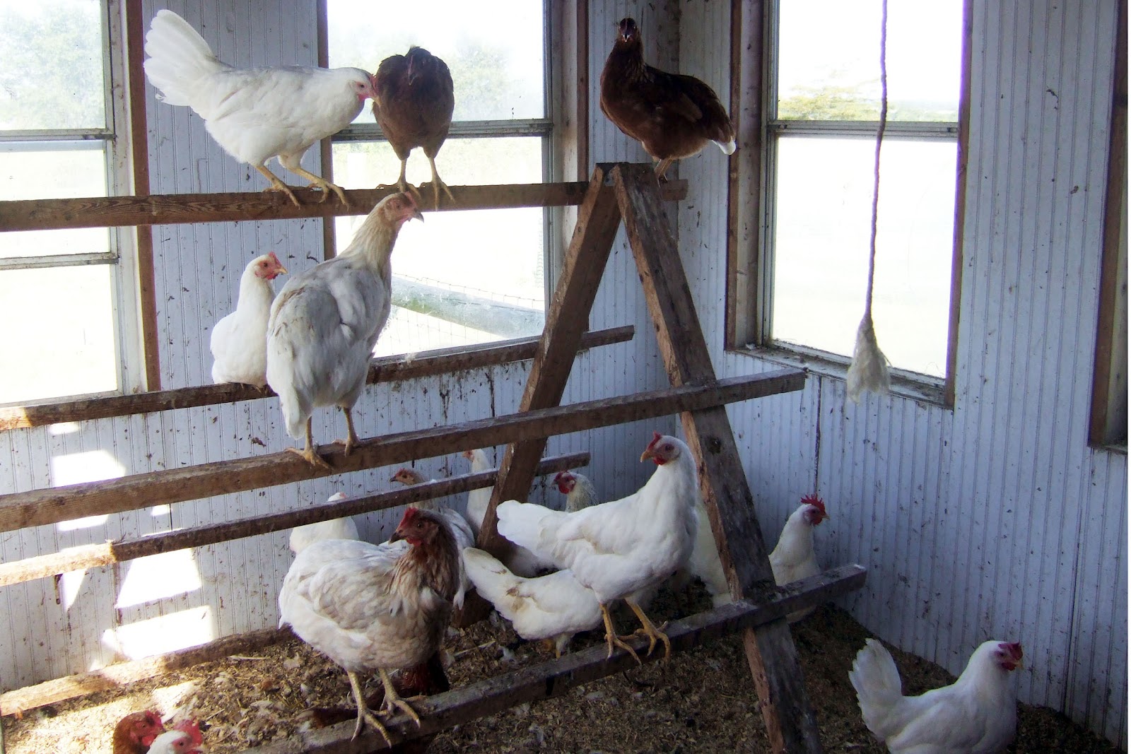 Tardis Chicken Coop made from recycled doors r/BackYardChickens