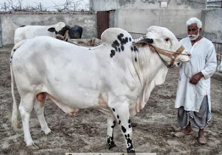 Cow+Qurbani+2011+In+Karachi ... cow qurbani 2013 cow mandi karachi eid ul adha cow mandi no comments
