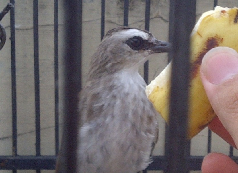 Budidaya Burung Tips Agar Burung Trucukan Cepat Jinak Cara