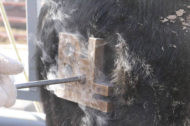 Kids, Cows and Grass Freeze Branding Registered Cattle