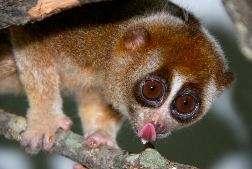 Save The Loris