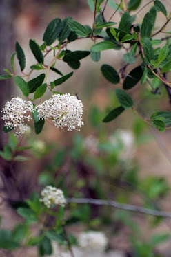 Redroot, Ceanothus sp.