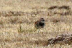 McCown's Longspur