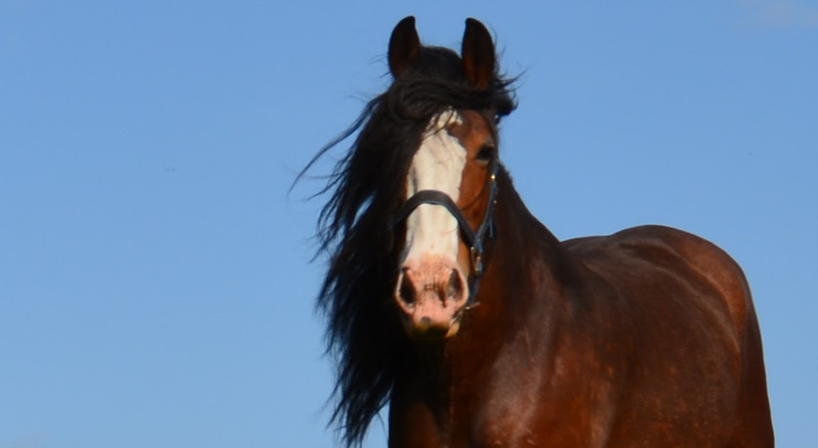Tour Scotland Photographs Tour Scotland Photographs Clydesdale Horse