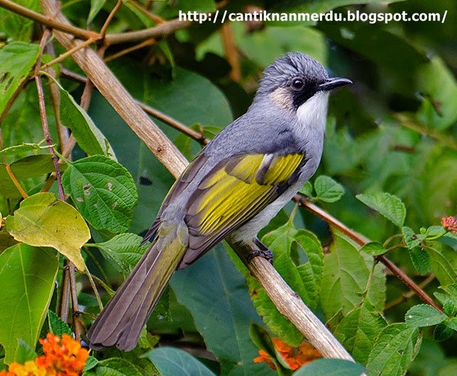 Budidaya Burung: Mengenal beberapa burung jenis burung ...
