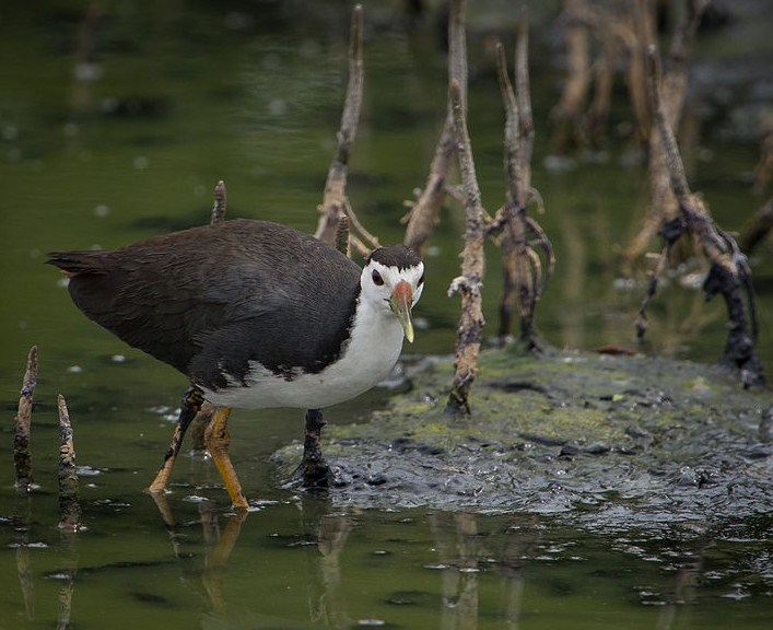 Burung Kareo Padi Tips Burung Terbaru