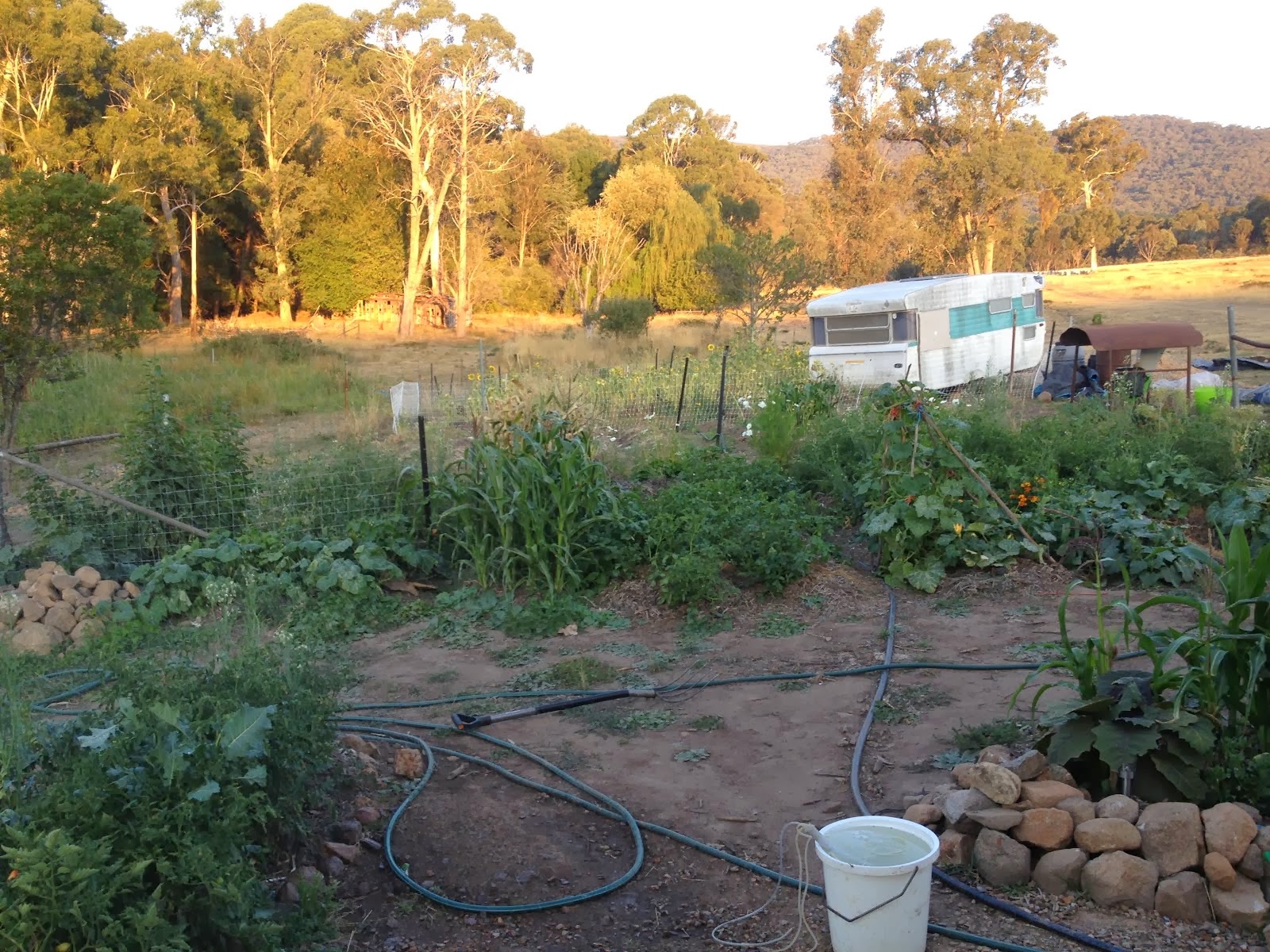 The Veggie garden after 3 and half months (view from the back door of the shed)