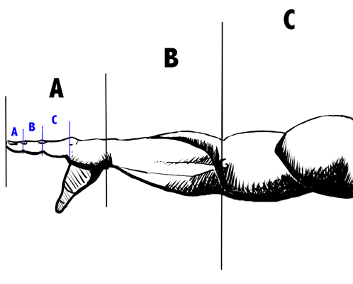 goldenratio.png