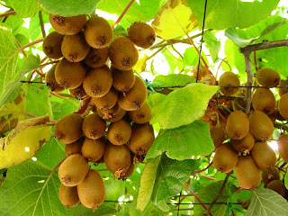 th kiwi ماذا تعرف عن فاكهة الكيوي تكوينها ، وصفها و فوائدها ؟
