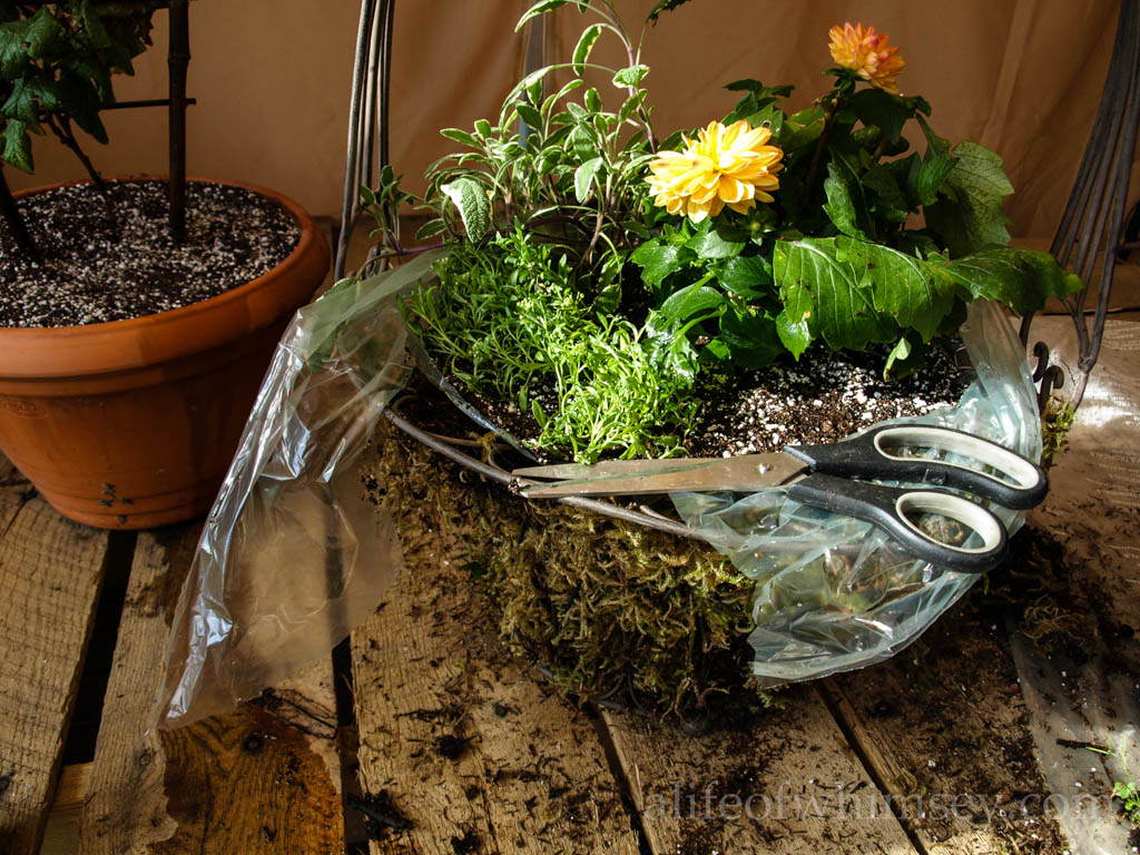 A Life of Whimsey Step by Step How to plant a Moss Basket