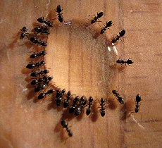Bugs News Ant Problem In The Kitchen Home Or Apartment