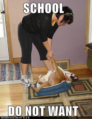 Funny DOG Pictures