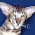 Como dibujar la cara de un gato
