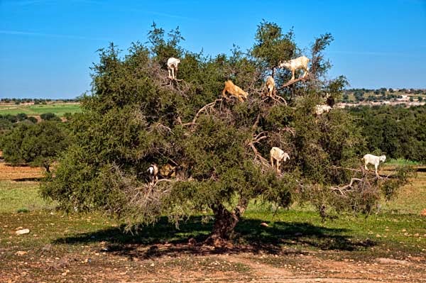 Which are clean and pressed to make Argan oil. - Imagine Driving Down The Road And Seeing THIS In The Trees. Seriously, This Is Crazy. Which are clean and pressed to make Argan oil. - Imagine Driving Down The Road And Seeing THIS In The Trees. Seriously, This Is Crazy.