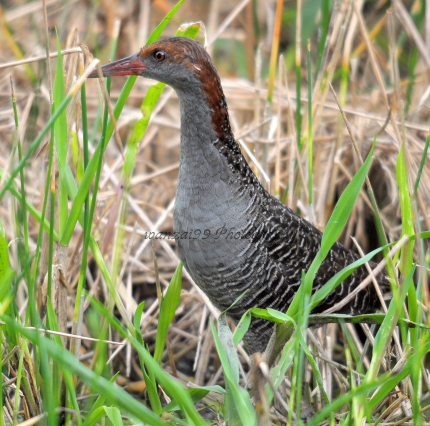 wanzai99 PHOTOGRAPHY: BURUNG SINTAR