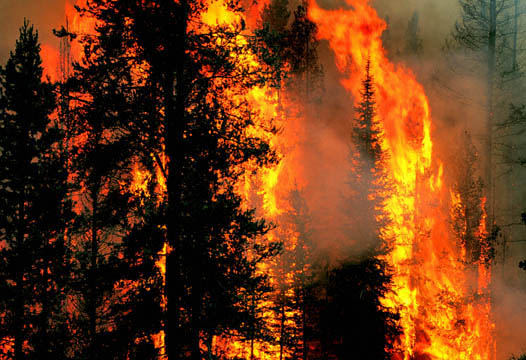 4.bp.blogspot.com/-Rw1b3_0oeWk/T4deTZvButI/AAAAAAAABCE/6n671GpRJng/s1600/kebakaran-hutan-1.jpg