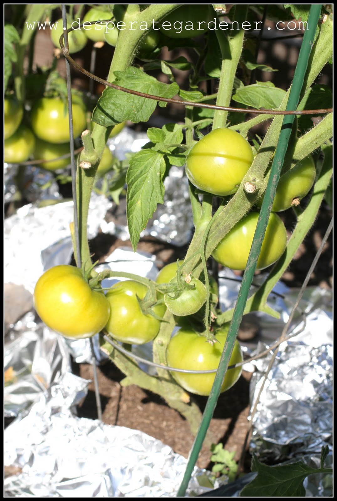Desperate Gardener Tomato Tuesday Picking Blossoms