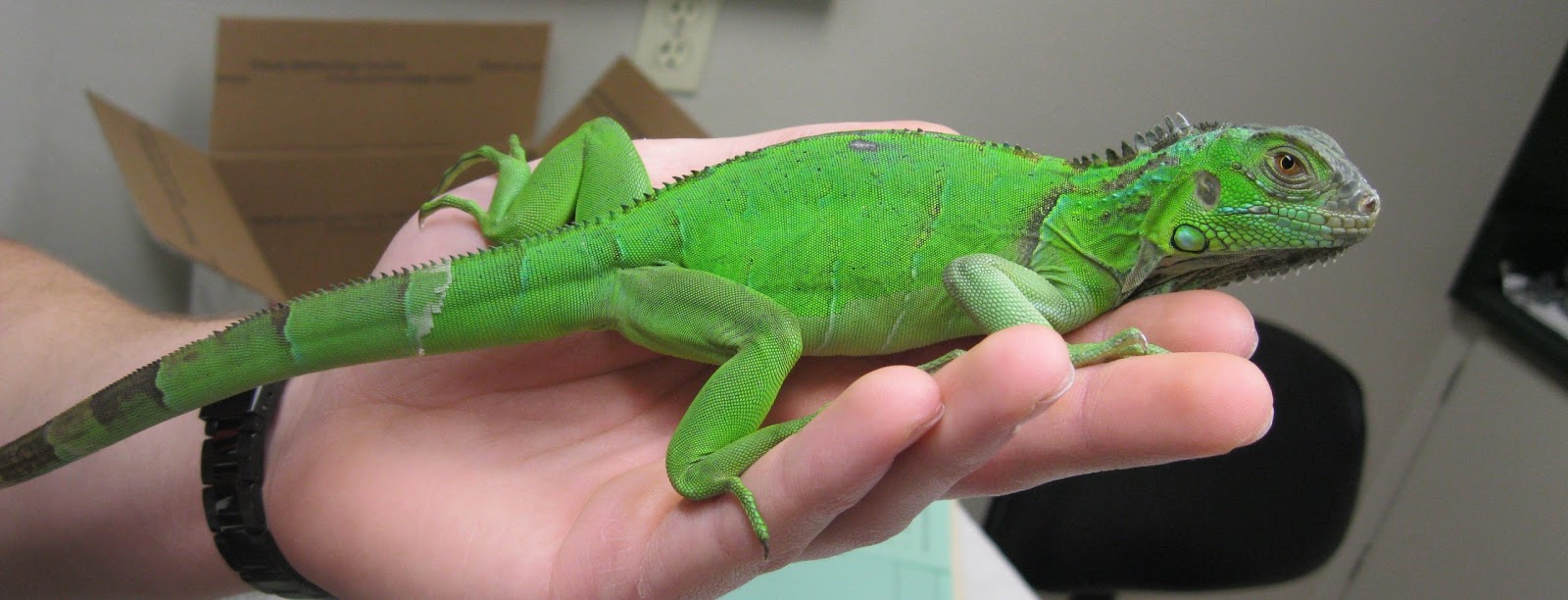 iguana ganti kulit