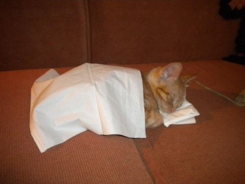 funny sleeping cat, funny cat pictures, sleeping cat pictures, cat sleeps