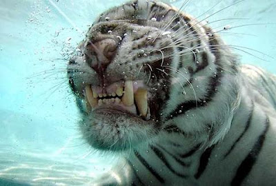 White tiger pictures