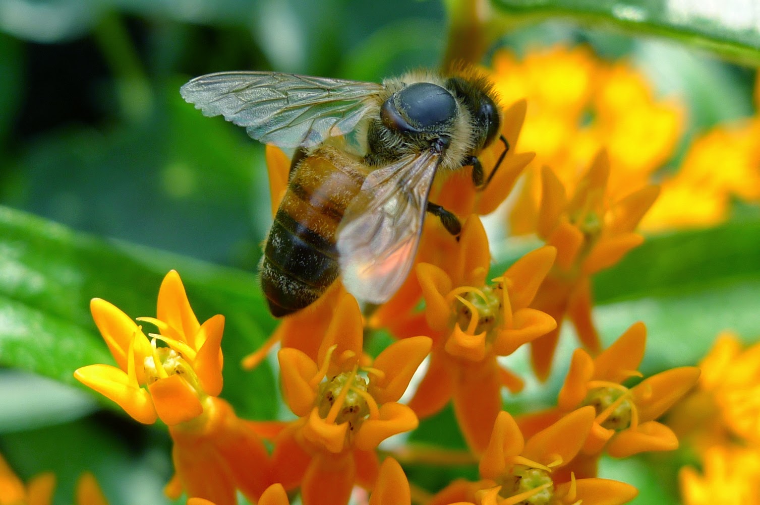 Honey Bee on Butterfly Milkweed, Monarch Butterfly, Edible Landscape Project