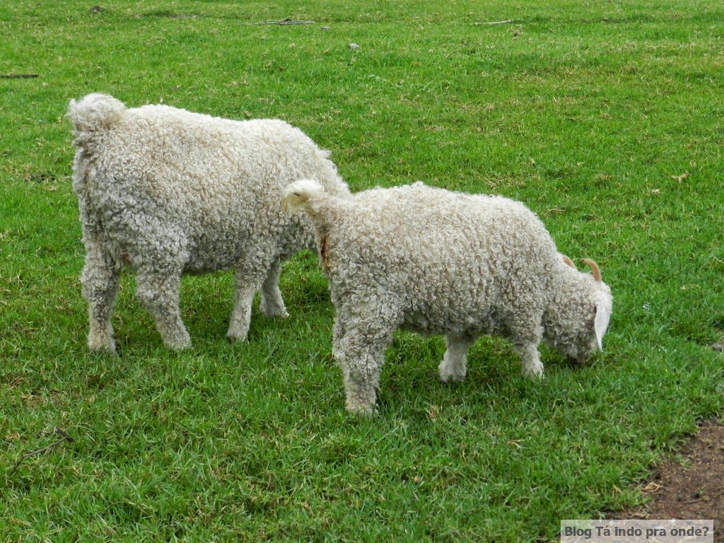 Tá indo pra onde? Elephant Sanctuary, The Crags em Plettenberg Bay e