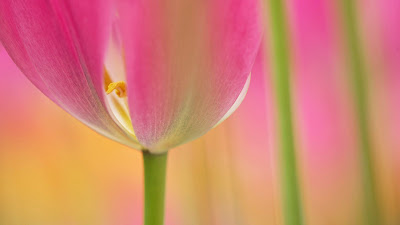 Colorful Tulips Wallpaper and photograph