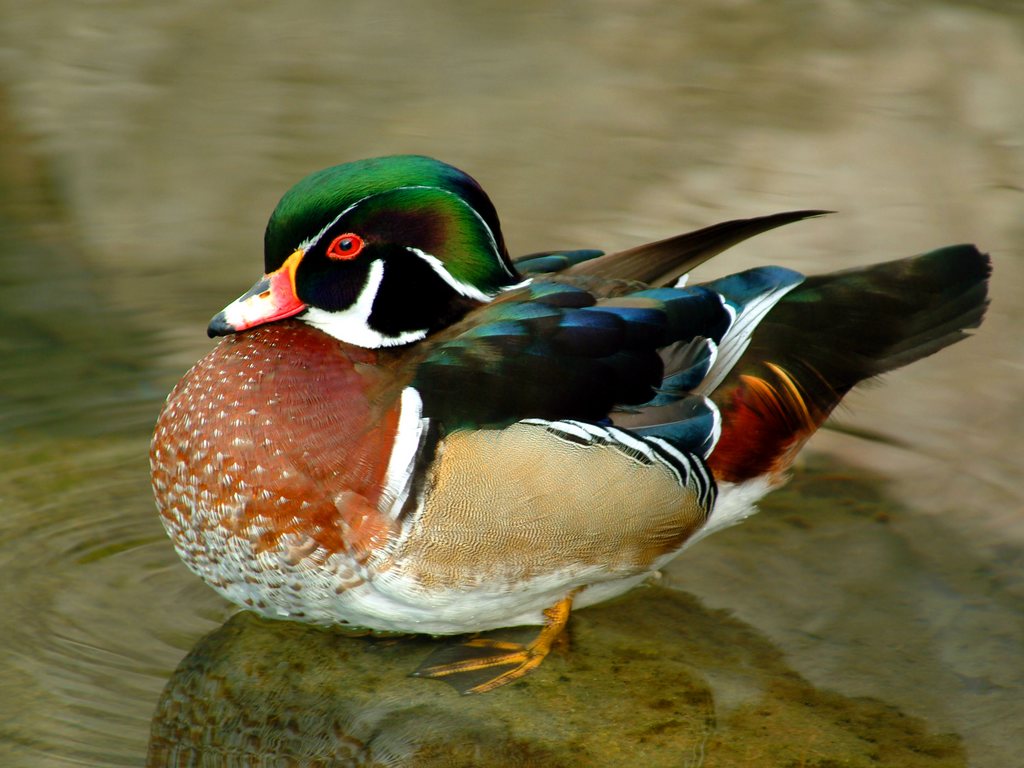 http://4.bp.blogspot.com/-Rx8W9VmIHI4/TmFEmdGSIkI/AAAAAAAAEXw/cNABvN-WJZ0/s1600/Funny%2BDuck%2Bwallpaper%2Bfor%2Bdesktop2.jpg